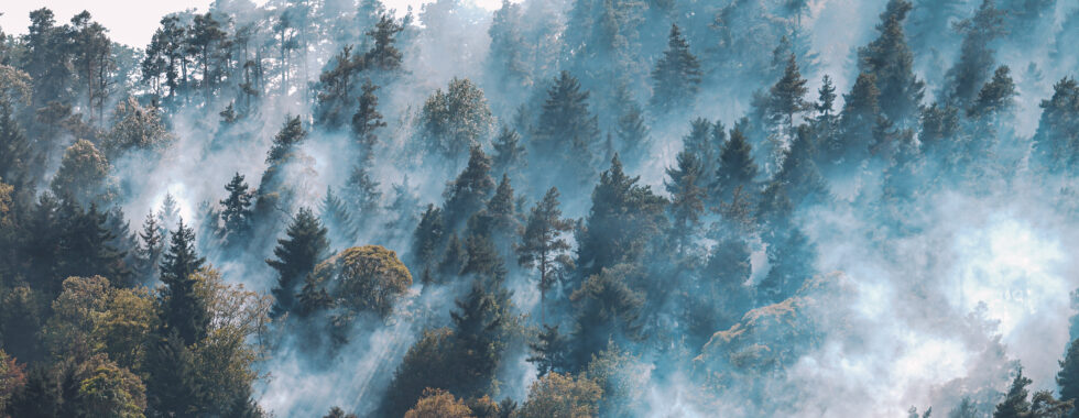 fire-forest-strong-fire-mist-forest